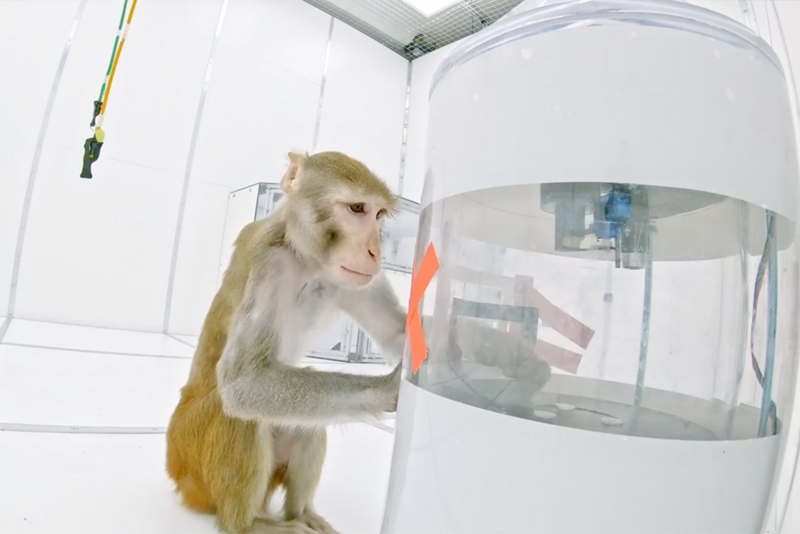 Ein Rhesusaffe an einem Futterautomat im neu eingerichteten Exploration Room am Deutschen Primatenzentrum. Foto: DPZ/ Videoteam SUB Göttingen