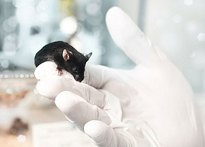 Eine Maus im Labor. Mäuse haben viele Gene, die auch im menschlichen Genom vorkommen. Transgene Mäuse, bei denen Gene ausgeschaltet oder verändert worden sind, können helfen genetische Erkrankungen besser zu verstehen. Foto: anyaivanova / Shutterstock