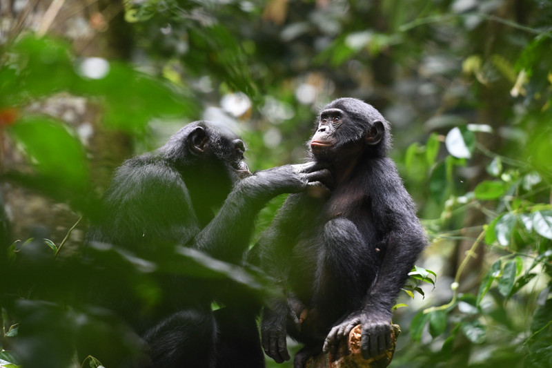 Ein erwachsenes Bonobo-Weibchen aus der Kokolopori-Population bei der Fellpflege eines jungen Männchens aus einer benachbarten Gruppe. Foto: Martin Surbeck, Kokolopori Bonobo Research Project