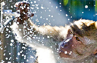Ein Javaneraffe in der Primatenhaltung am DPZ. Foto: Christian Schlögl