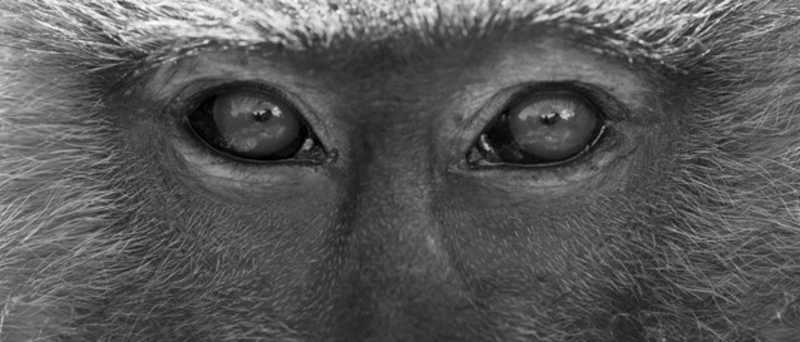Primaten faszinieren – Titelbild der Ausstellung zeigt eine Nahaufnahme eines Anubispavians (P. anubis) am Lake Manyara Nationalpark in Tansania. Foto: Sascha Knauf