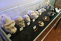 Vergleich verschiedener Primatenschädel. Foto: Luzie J. Almenräder