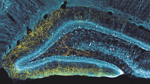 Die Zellen des Hippocampus fügen sich zu einem hochpräzisen Netzwerk zusammen. Hier ist nur eine einzige Zelle dieses Netzwerkes in der Mitte des Bildes dargestellt, Zellkörper und Dendriten in Orange, das Axon in Gelb. Bild: György Buzsaki, Attila Si