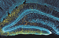 Die Zellen des Hippocampus fügen sich zu einem hochpräzisen Netzwerk zusammen. Hier ist nur eine einzige Zelle dieses Netzwerkes in der Mitte des Bildes dargestellt, Zellkörper und Dendriten in Orange, das Axon in Gelb. Bild: György Buzsaki, Attila Si