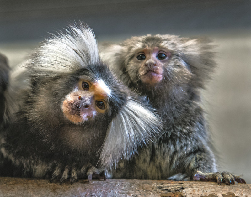 Weißbüschelaffen in der Primatenhaltung am Deutschen Primatenzentrum – Leibniz-Institut für Primatenforschung. Foto: Manfred Eberle