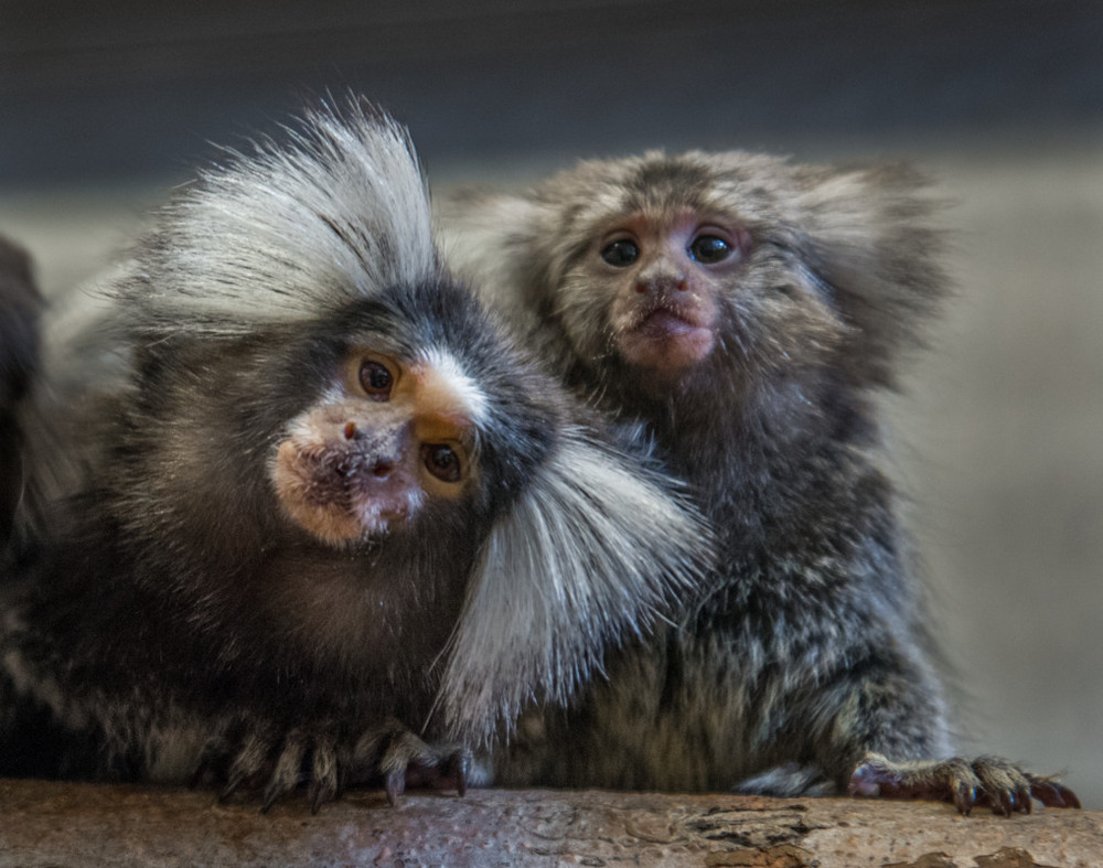 Lunch with "spectators": Our marmosets at the CaPri Cafeteria. Photo: Manfred Eberle