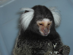 The photo shows a common marmoset.