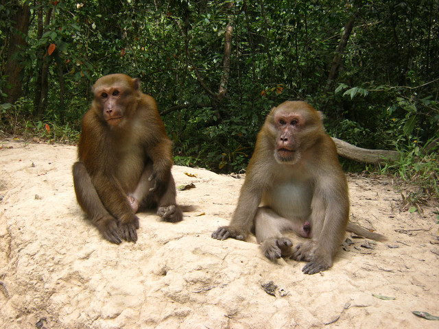 Zwei männliche Assammakaken in Thailand. Foto: Oliver Schülke