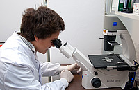 Ein Schüler betrachtet Zellen durch ein Mikroskop am Zukunftstag 2014.