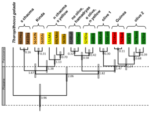 Mitochondriale Phylogenie von Pavianen