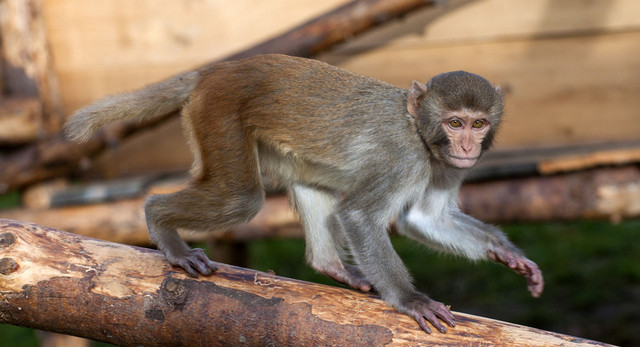 Ein Rhesusaffe in der Primatenhaltung am DPZ. Foto: Karin Tilch