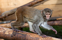 Ein Rhesusaffe in der Primatenhaltung am DPZ. Foto: Karin Tilch