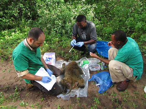 Probennahme von einem Pavian mit tansanischen Doktoranden. Zur Zeit müssen selbst einfache Laborarbeiten in schlecht ausgerüsteten Laboren in Arusha durchgeführt werden. Arusha ist rund 200 km vom Lake Manyara National Park entfernt. Foto: Paciencia