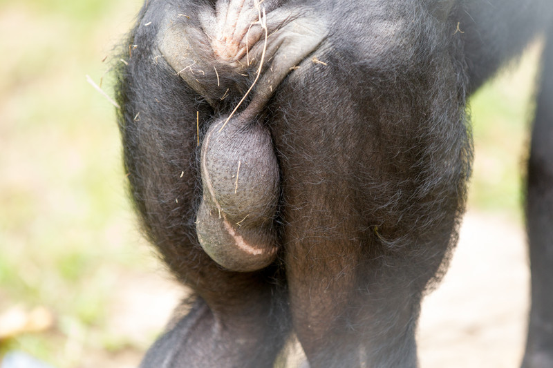 Male bonobo (Pan paniscus). Photo: AdobeStock