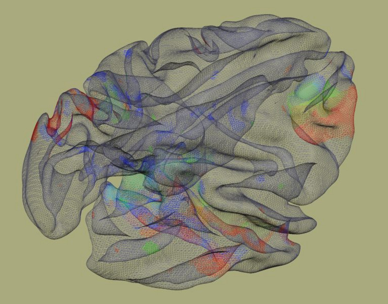 In diesem Bild treffen Wissenschaft und Kunst aufeinander. Das Bild zeigt aufgefaltet die Strukturen des Gehirns eines Rhesusaffen. Das Bild des DPZ-Neurowissenschatflers Igor Kagan ist in der Ausstellung "Portraits of the Mind" zu sehen. Bild: Igor Kagan