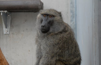 Anubispavian in der Primatenhaltung am DPZ. Foto: Karin Tilch