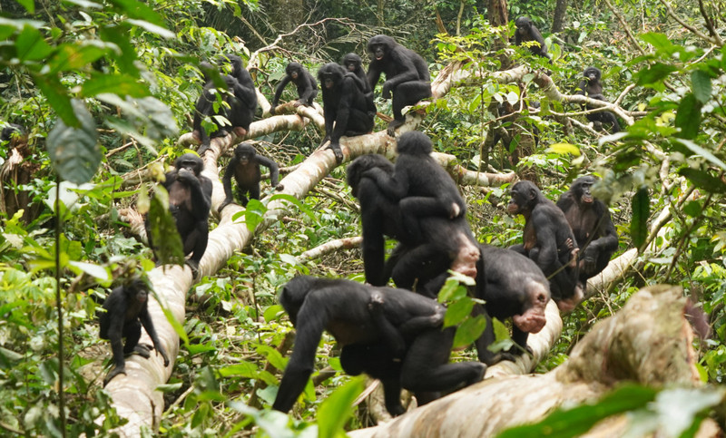 Friedliche Begegnung zwischen Bonobo-Gruppen in Kokolopori. Foto: Liran Samuni, Kokolopori Bonobo Research Project
