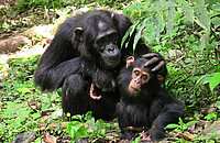 Schimpansen (Pan troglodytes) im Kibale-Nationalpark in Uganda. Foto: Marlen Fröhlich
