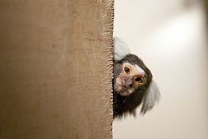 A common marmoset is looking curiously around the corner. Photo: Anton Säckl