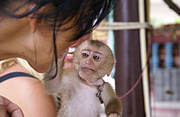 Makaken werden in Asien oft als Haustiere gehaltenen. Durch den engen Kontakt zum Menschen können sie sich mit der Frambösie infizieren und damit einen Ansteckungsherd für den Menschen darstellen. Foto: Francisco / Fotolia
