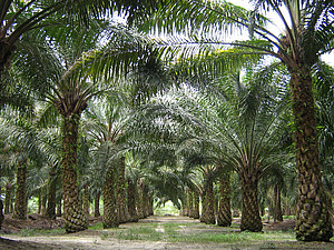 Palm oil plantation in Malaysia. Photo: Foto: Craig - Eigenes Werk, Gemeinfrei, https://commons.wikimedia.org/w/index.php?curid=1899947