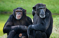 Die Struktur der Lautäußerungen von Schimpansen und allen anderen nicht-menschlichen Primaten ist weitgehend angeboren und kann nur in einem geringen Maß modifiziert werden. Foto: Tiago Jorge da Silva Estima / Shutterstock