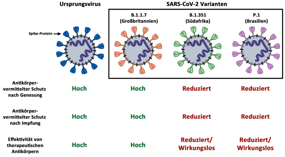 Die nach einer durchgemachten Infektion oder einer Impfung im Körper vorhandenen Antikörper schützen weniger gut gegen eine Infektion mit SARS-CoV-2-Varianten B.1.351 (Südafrika) und P.1 (Brasilien). Abbildung: Markus Hoffmann