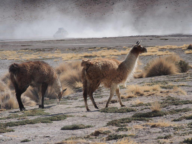 Lamas, Symbolbild. Foto: Britta Bühling