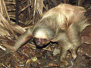Choloepus didactylus (Two-toed sloth)
