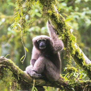 Skywalker Gibbon. Hoolock tianxing. Adult female. Photo: Fan Peng-Fei