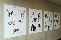 Die Wandtafeln zeigen die 25 meistbedrohten Primatenarten der Welt. Foto: Luzie J. Almenräder