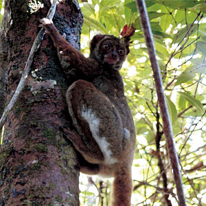 Southern Woolly Lemur. Photo: I. Norscia