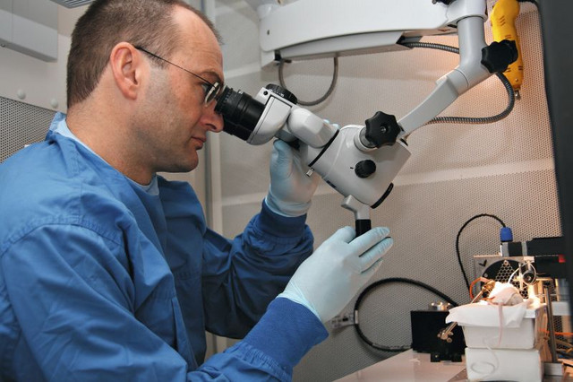 Prof. Tobias Moser vom Inner Ear Lab der UMG im Labor an der Universitätsmedizin. Er inspiziert den Operationssitus im Ohr der Maus durch das Mikroskop. Foto: Christian Kiel