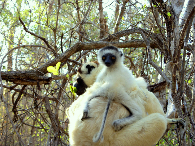 Sifaka-Baby auf dem Rücken der Mutter im Kirindy-Wald, Madagaskar. Foto: Andrea Springer