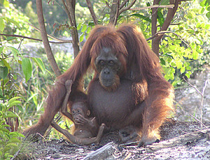 (c) Tuanan Orangutan Research Project AIM-UZH, 2003 (Orangutan with child)