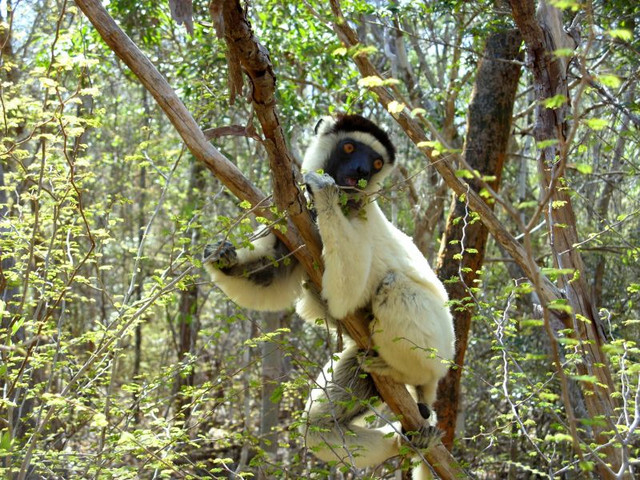 Ein Verreaux's Sifaka im ersten Frühlingsgrün, Kirindy-Wald, Madagaskar. Foto: Andrea Springer