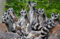 Je komplexer das Sozialsystem bei Lemuren ist, desto mehr Signale nutzen die Tiere zur Verständigung. Foto: Chris Schloegl