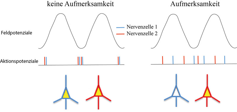 Darstellung der Aktivität zweier einzelner Nervenzellen (blau und rot) unter Aufmerksamkeit und ohne. Abbildung: Moein Esghaei 
