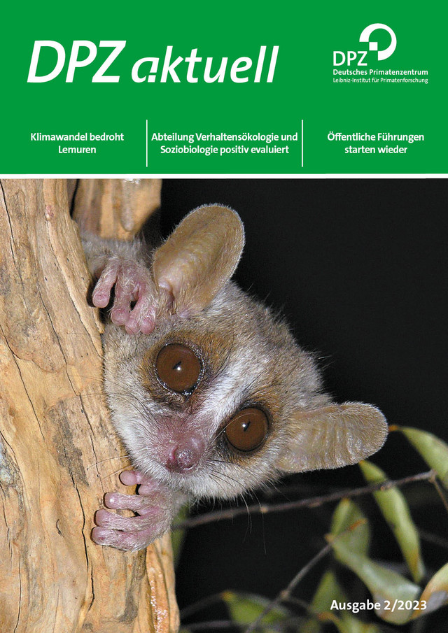 Ein Grauer Mausmaki (Microcebus murinus) ziert die Titelseite der aktuellen Ausgabe DPZ aktuell 2/2023. Layout: Heike Klensang