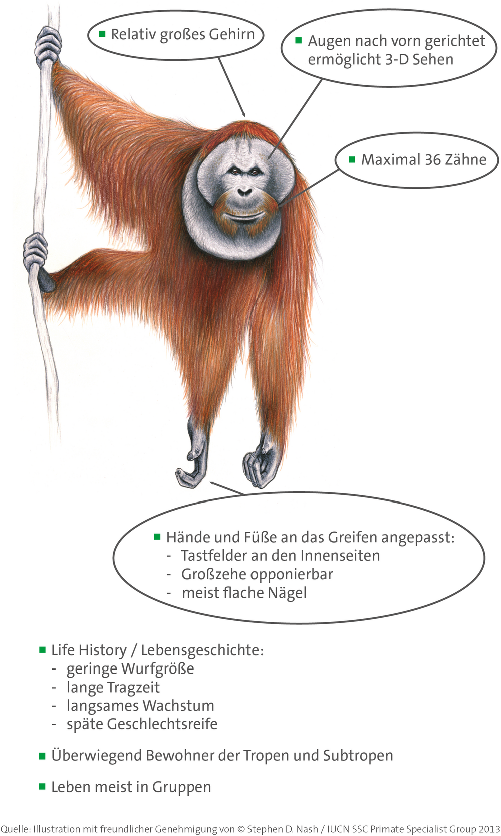 Primaten lassen sich nicht anhand eines einzelnen Merkmals charakterisieren. Illustration eines männlichen Borneo Orang-Utans mit freundlicher Genehmigung von © Stephen D. Nash / IUCN SSC Primate Specialist Group 2013.