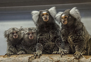 A pair of common marmosets with two infants. Photo: Manfred Eberle