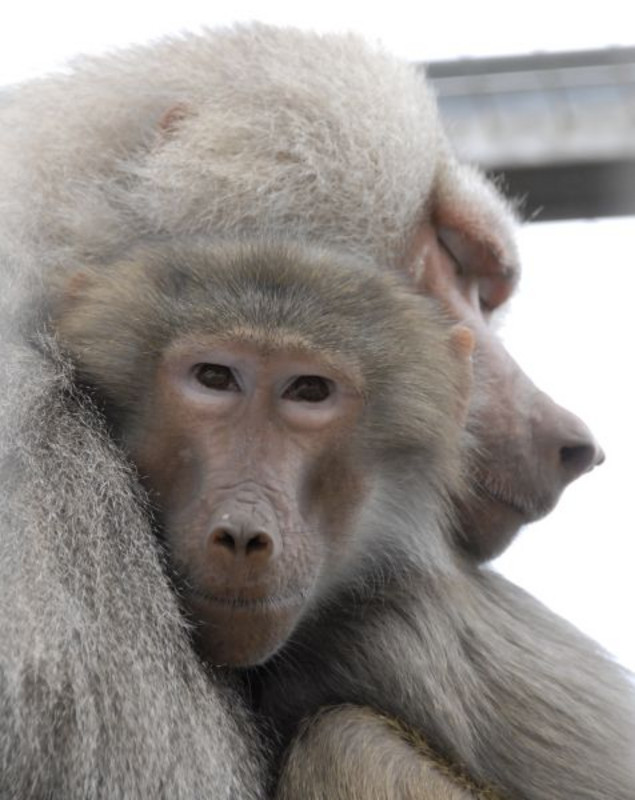 Mantelpaviane in der Primatenhaltung am DPZ. Foto: Karin Tilch