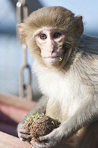 Rhesus monkey examines a tuft of grass in the outdoor enclosure of the German Primate Center. Photo: Anton Säckl