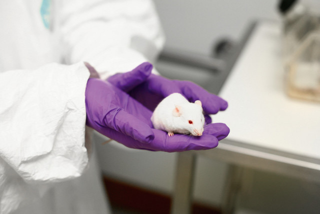 Eine Labormaus. Foto: Understanding animal research