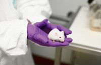 Eine Labormaus. Foto: Understanding animal research