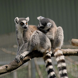 Ring-tailed lemurs in the outdoor enclosure at the DPZ. Photo: Margit Hampe