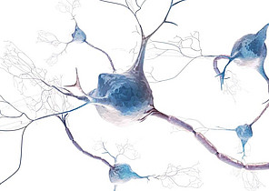 Modell von Nervenzellen im Gehirn. Grafik: Shutterstock