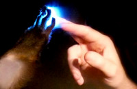 Die Hand eines Affen und eines Menschen berühren gleichzeitig einen Punkt auf einem durchsichtigen Display, das sich zwischen beiden Arten befindet. Die berührte Fläche leuchtet blau.