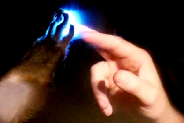 Die Hand eines Affen und eines Menschen berühren gleichzeitig einen Punkt auf einem durchsichtigen Display, das sich zwischen beiden Arten befindet. Die berührte Fläche leuchtet blau.