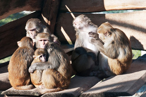 Rhesusaffen in der Primatenhaltung am DPZ. Foto: Anton Saeckl